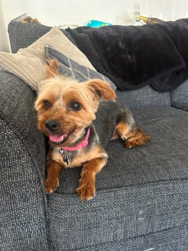 A small, happy Yorkshire Terrier sitting on a grey sofa.