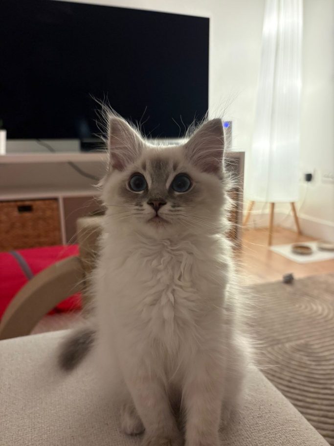 Fluffy light grey kitten with blue eyes, sitting on a soft surface indoors.