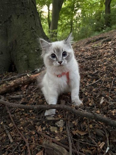 A fluffy white cat with blue eyes sitting among leaves and branches in a forested area.