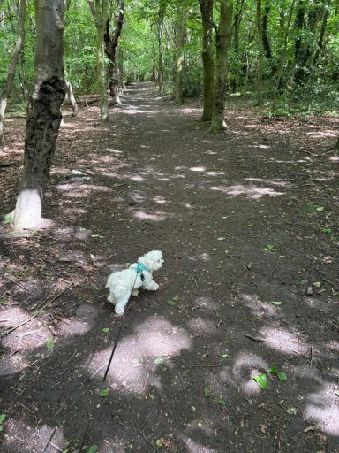 A small dog walking along a wooded path surrounded by trees and dappled sunlight.
