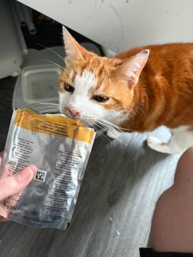 A ginger cat sniffs a packet of food held by a person.