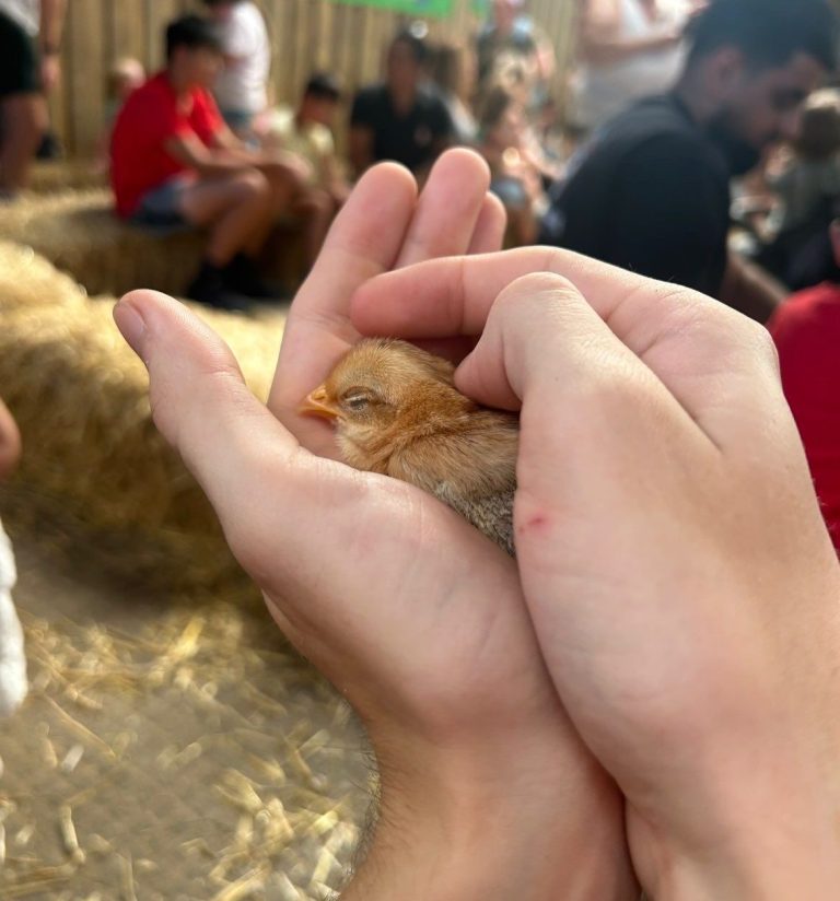 A person gently holding a small chick in their hands, surrounded by people.