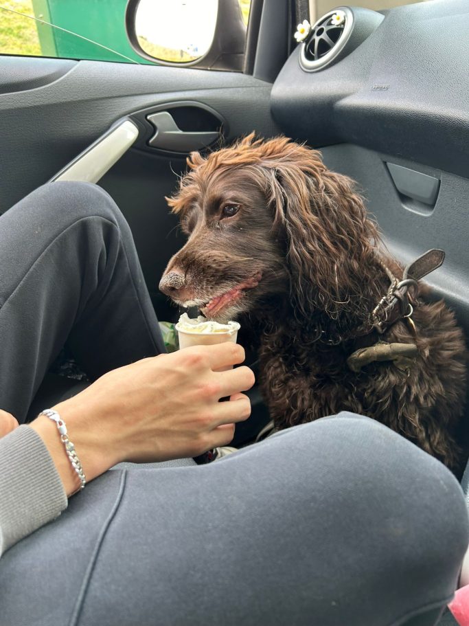A brown dog sitting in a car beside a person holding a cup.
