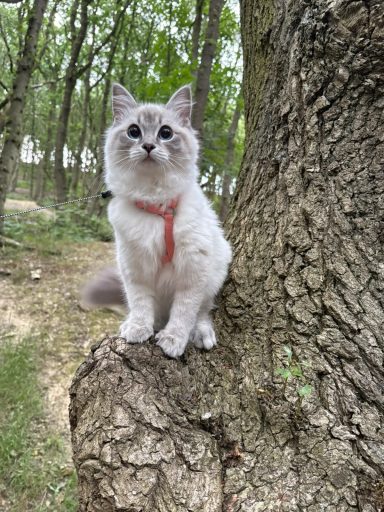 A fluffy white cat with grey markings sits on a tree trunk in a wooded area.