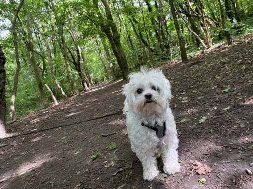 White fluffy dog standing on a wooded path, surrounded by green trees.
