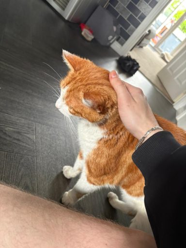 A person gently pets a ginger cat in a home setting.