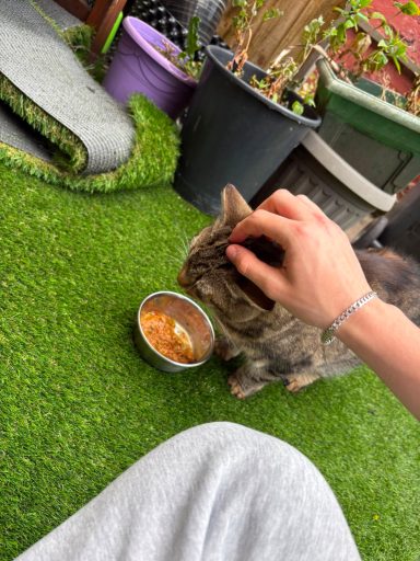A person gently pets a cat eating from a bowl on grassy ground.
