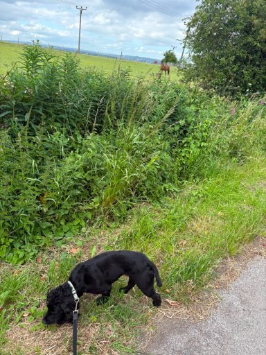 A black dog on a leash sniffing near lush greenery along a pathway.