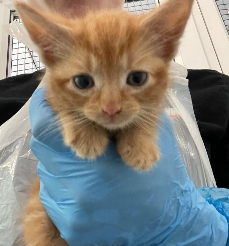 A person in gloves holds a small orange kitten.