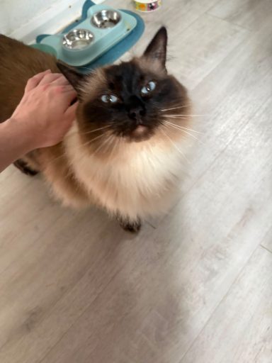 A hand gently pets a fluffy, cream-coloured cat with blue eyes, looking content.