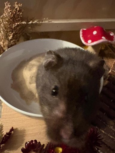 A hamster sitting in a small bowl surrounded by decorative items.