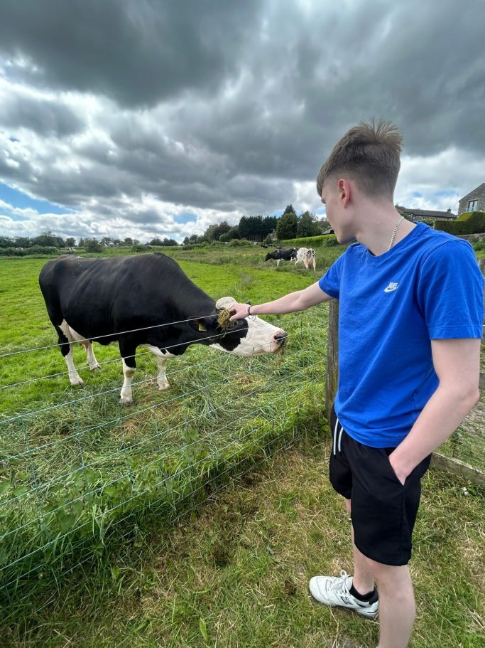 A person in a blue shirt gently reaching out to a black and white cow in a grassy field.