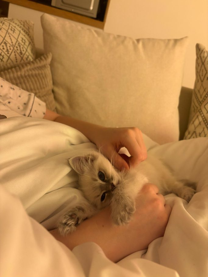 A person gently holds a sleeping kitten on a bed, surrounded by soft blankets.