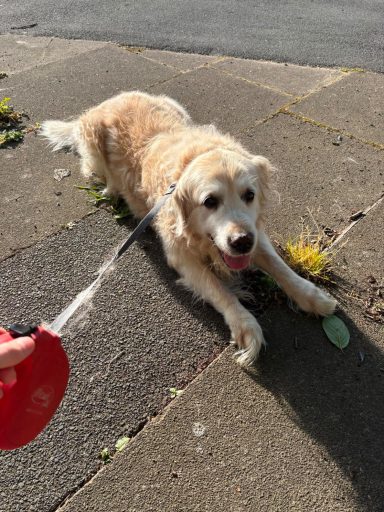 Golden retriever lying on a paved surface, leash attached, with grass in the background.